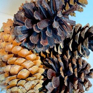 set of 7 large pinecones